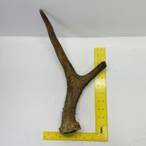 Naturally Shed Wild Moose Antler Horn Knife Carving Dog Chew Taxidermy Craft DIY